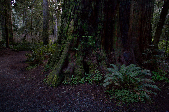 MossyTree-IMG_0275.jpg