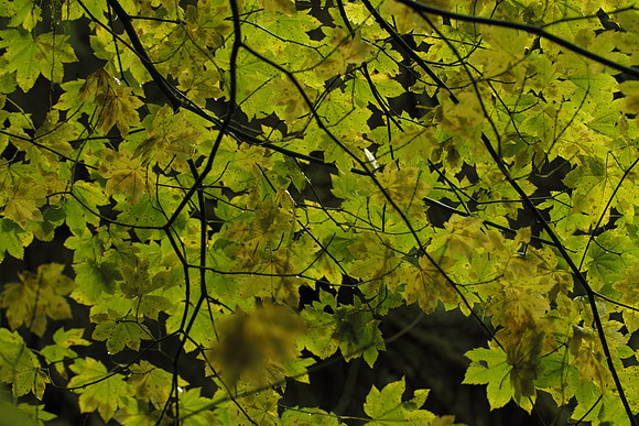 SDIM2995