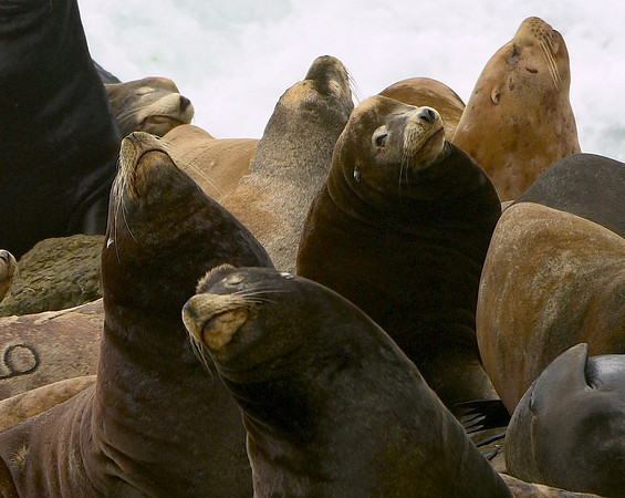 SeaLions-crop-DSC_0281-adjusted