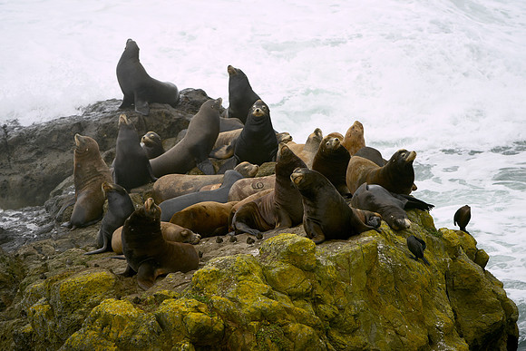 SeaLions-DSC_0281-adjusted