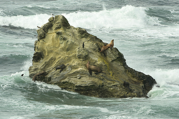 SealRock-DSC_0214-crop