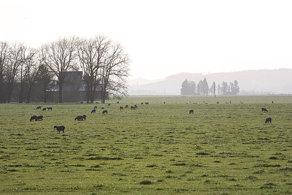 CaliforniaSheep-IMG_0335