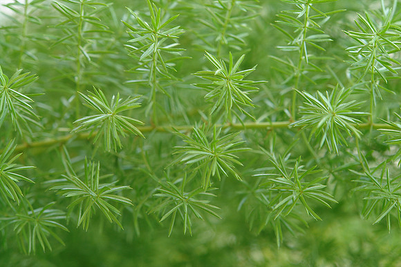 DSC02009-v2-6000