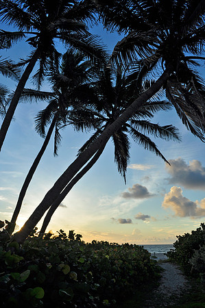 CoconutPalms_DSC9775