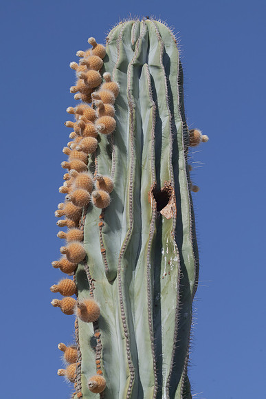 SDQH0388