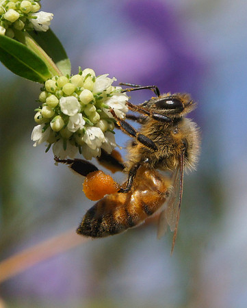 Bees-DSC05478 - Version 3-web1600