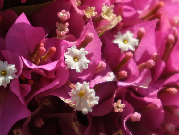 DSCF8562-crop