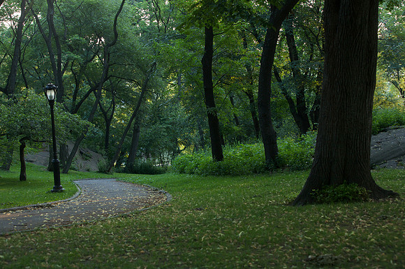 CentralParkTrees.jpg