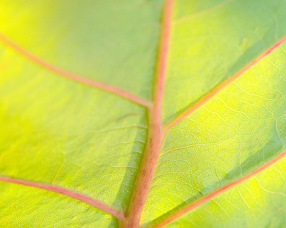 Leaf-8x10-600dpi-DSC01372.jpg