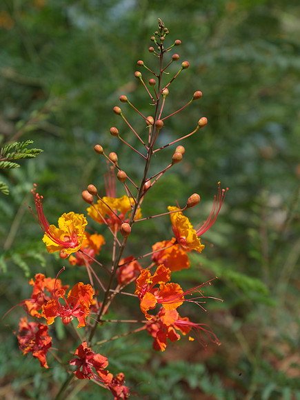 DSCF8587