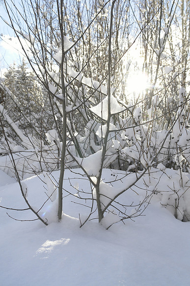 _DSC6705