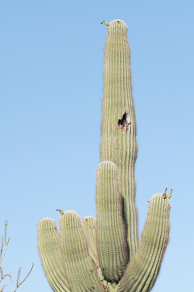 SDQH0310