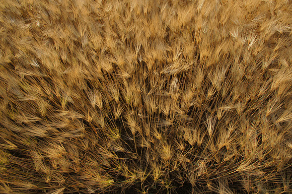 WheatFromAbove-DSC04962