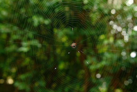 Spider-DSC09044
