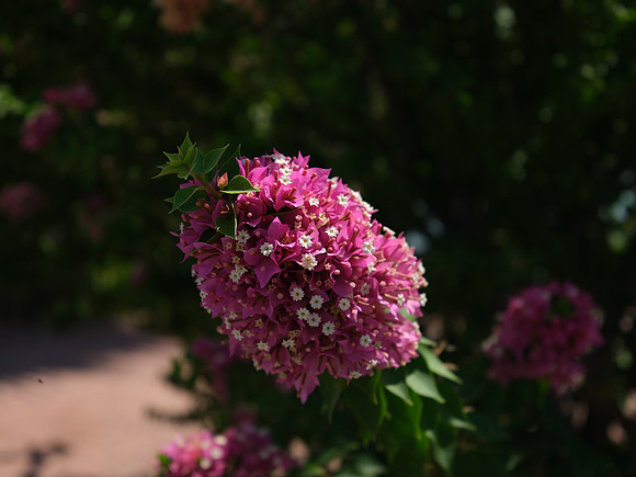DSCF8562