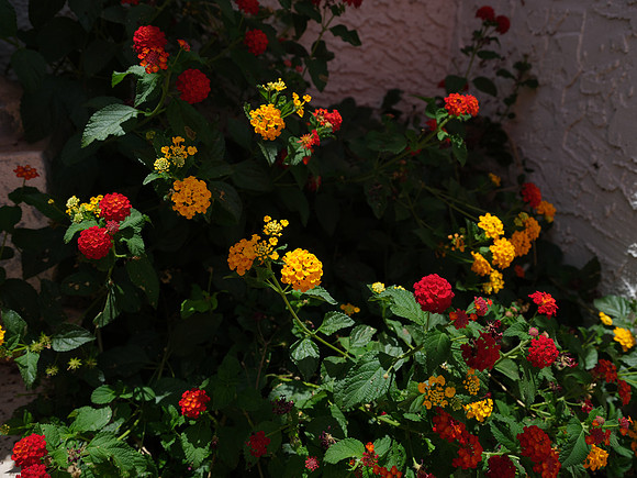 DSCF8361